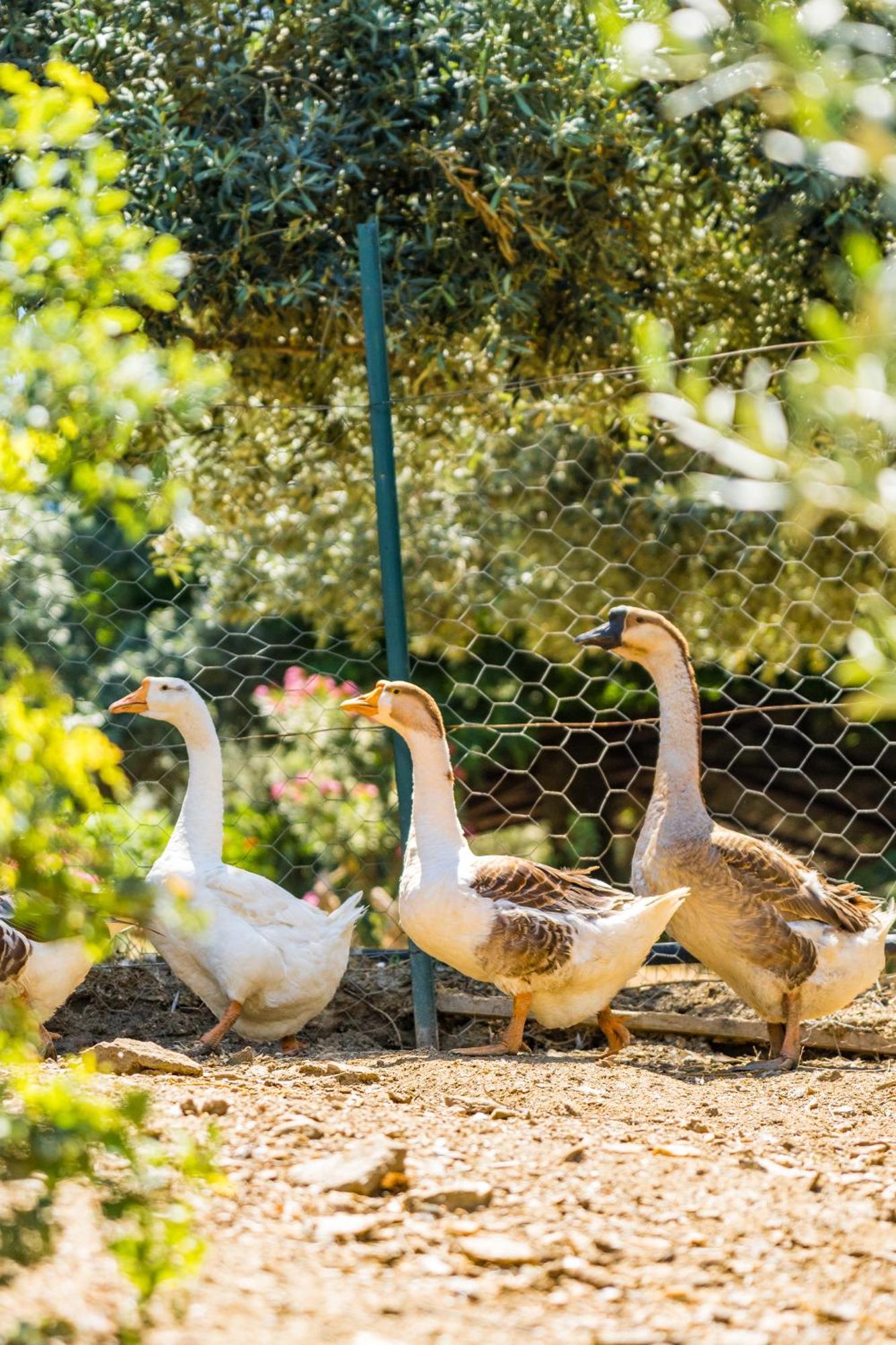 Gullu Konaklari Selçuk Exterior foto